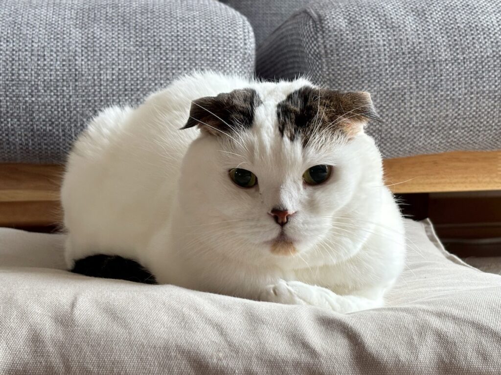 青サンタになった、赤ちゃんの頃のオレ。スコティッシュフォールド いなほ | 大晦日。今年も「いなほ、オレ物語」を見てくれてありがとうな〜。 青サンタになった、赤ちゃんの頃のオレ。スコティッシュフォールド いなほ | 大晦日。今年も「いなほ、オレ物語」を見てくれてありがとうな〜。