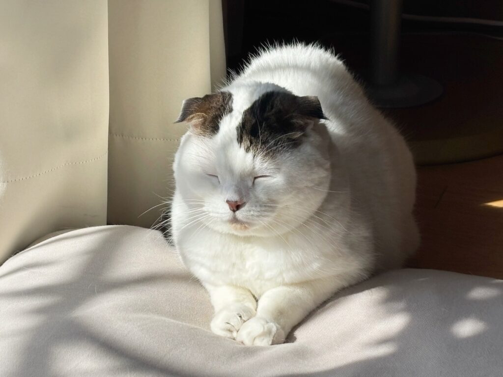 青サンタになった、赤ちゃんの頃のオレ。スコティッシュフォールド いなほ | 来年もよろしくやで〜。よいお年をお迎えくださいませ〜。 青サンタになった、赤ちゃんの頃のオレ。スコティッシュフォールド いなほ | 来年もよろしくやで〜。よいお年をお迎えくださいませ〜。