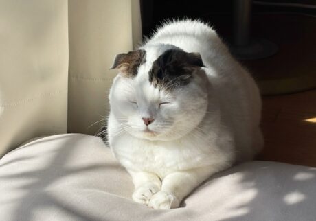 青サンタになった、赤ちゃんの頃のオレ。スコティッシュフォールド いなほ | 来年もよろしくやで〜。よいお年をお迎えくださいませ〜。