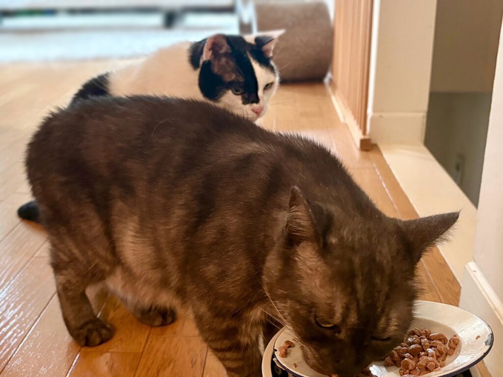 えいた、生涯学習中。保護猫 えいた