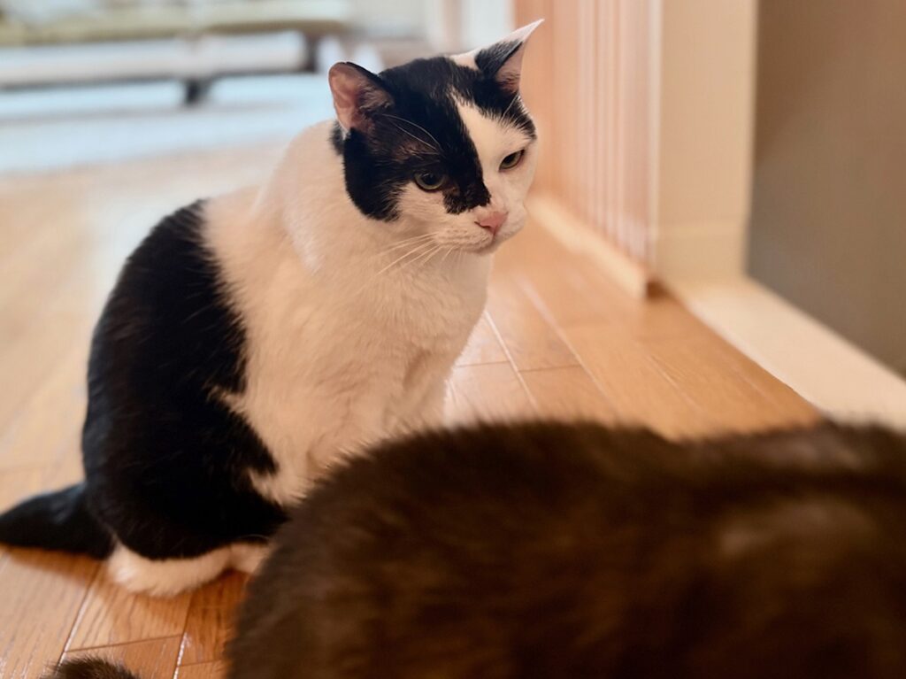 えいた、生涯学習中。保護猫 えいた