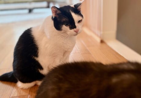 えいた、生涯学習中。保護猫 えいた