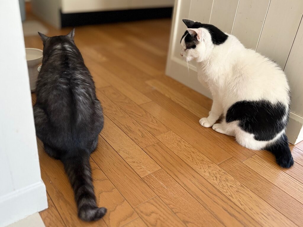 えいた、生涯学習中。保護猫 えいた