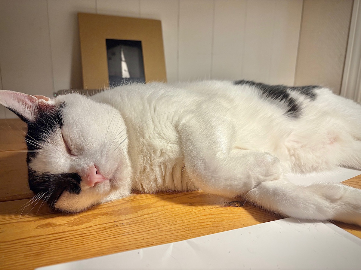 老ねこの風格？【〈LOISIR〉デザイナー・前田敬子による、保護猫・えいたと暮らす日常。 vol.90】