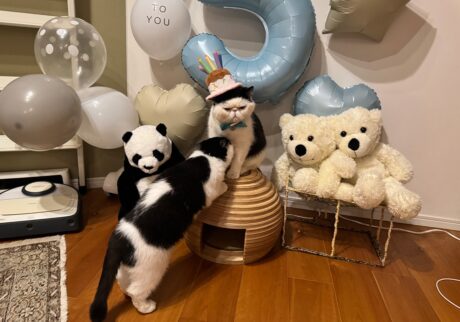 ちろりからのサプライズに、デレデレの僕。白黒猫 エキゾチックショートヘア おちょこ ちろり | んん？ ちろり、急にどうした？ くすぐったいんですけど。