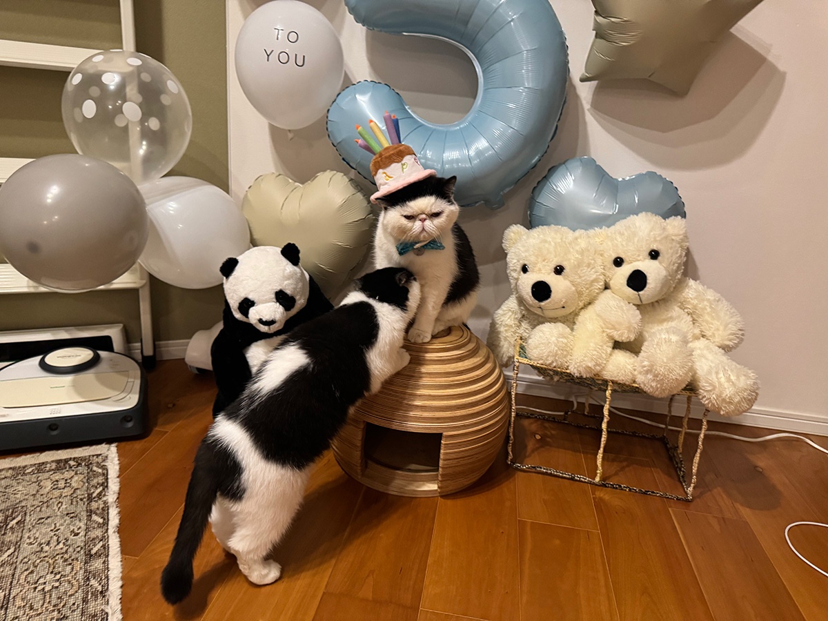 ちろりからのサプライズに、デレデレの僕。【おちょこ、ぽのぽのだより。vol.234】