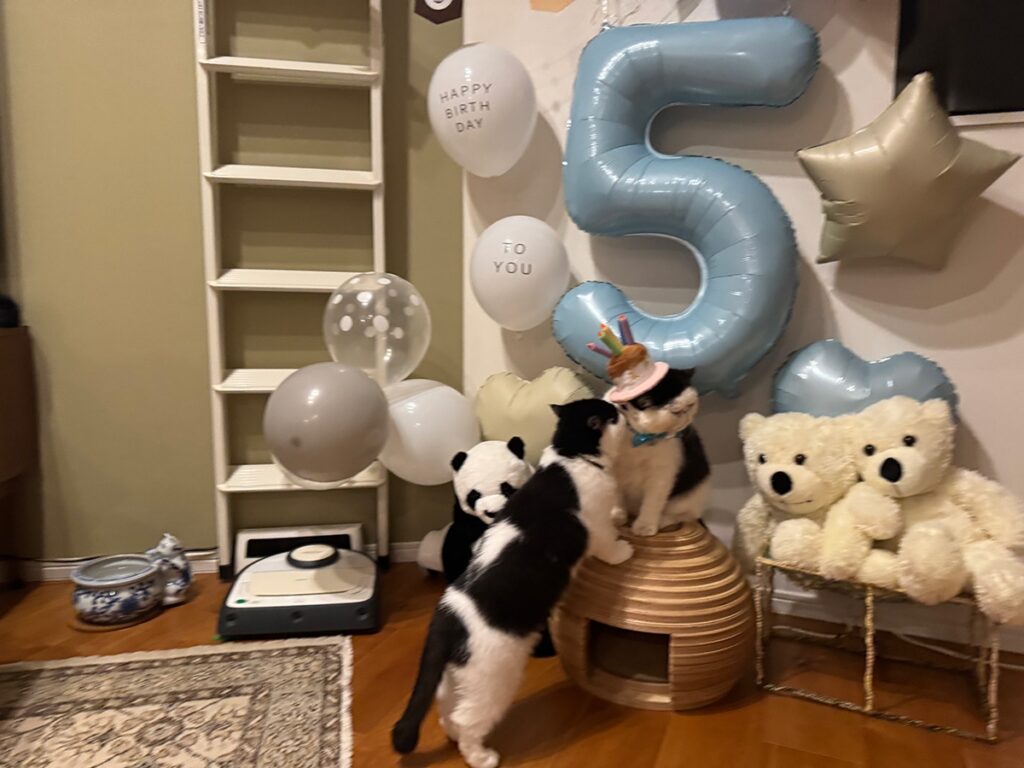 ちろりからのサプライズに、デレデレの僕。白黒猫 エキゾチックショートヘア おちょこ ちろり | むむむ、ちろりからの、おめでとうのほっぺたちゅう!! どきどき!!! ちろりからのサプライズに、デレデレの僕。白黒猫 エキゾチックショートヘア おちょこ ちろり | むむむ、ちろりからの、おめでとうのほっぺたちゅう!! どきどき!!!