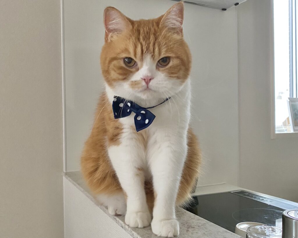 じーっと、訴えてます。ハチワレ とろろ | じー……（圧）。