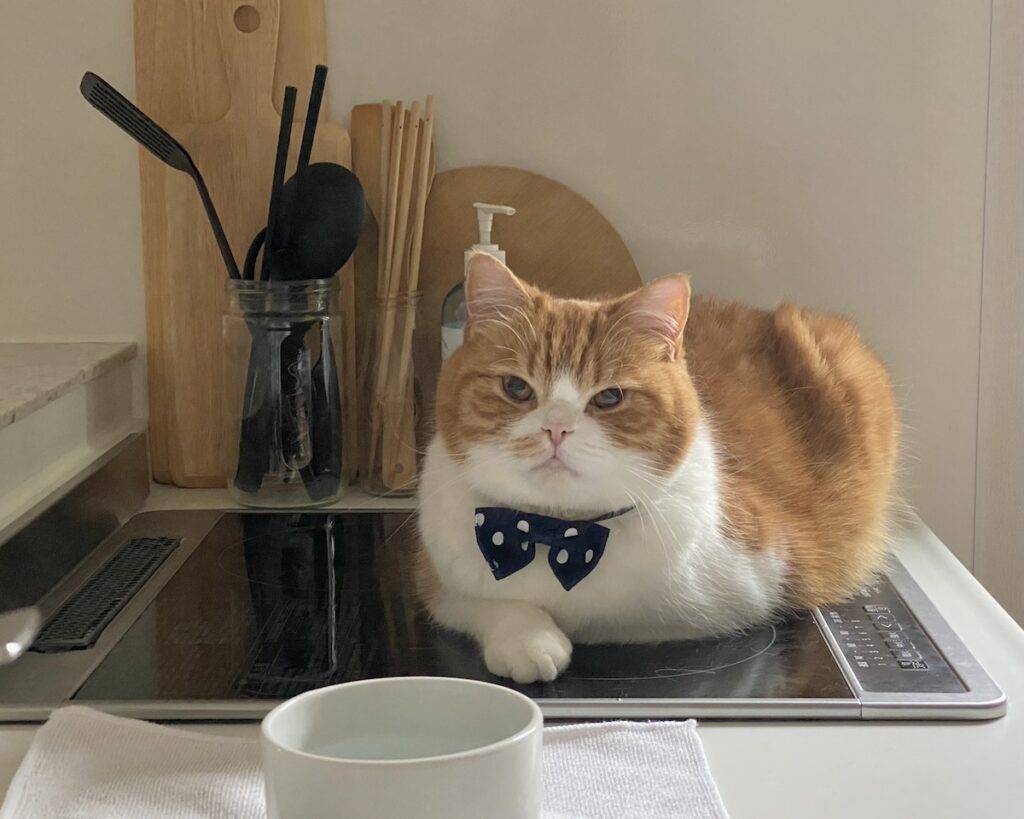 じーっと、訴えてます。ハチワレ とろろ | 再び、じー……。