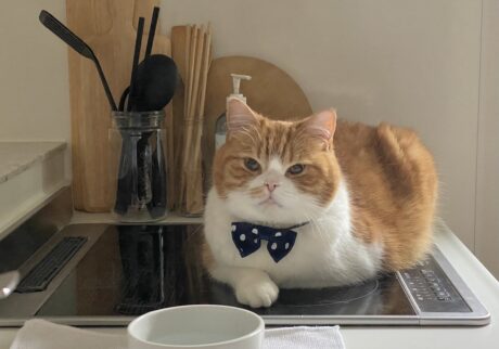 じーっと、訴えてます。ハチワレ とろろ | 再び、じー……。