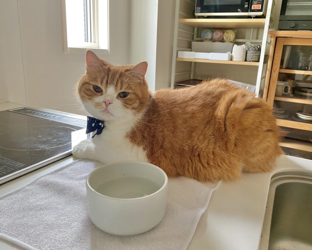 じーっと、訴えてます。ハチワレ とろろ | またまた、じー……。