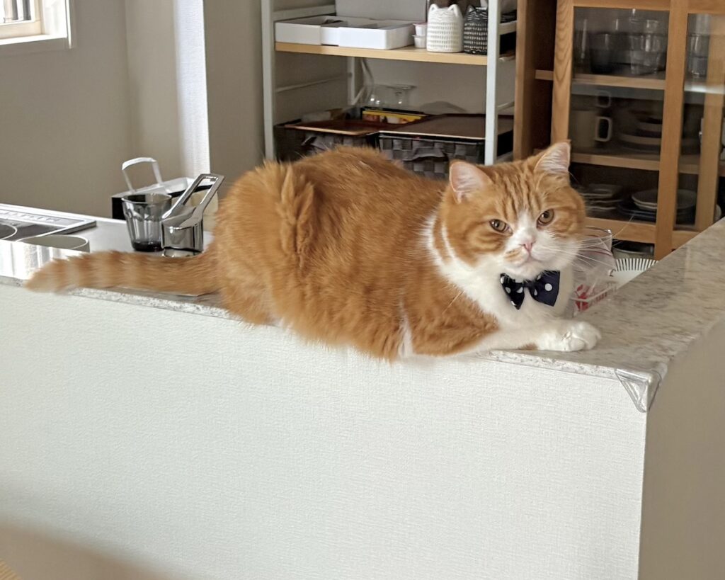 じーっと、訴えてます。ハチワレ とろろ | おやつくれるまで、僕キッチンから離れないから！（目で訴えるタイプ）