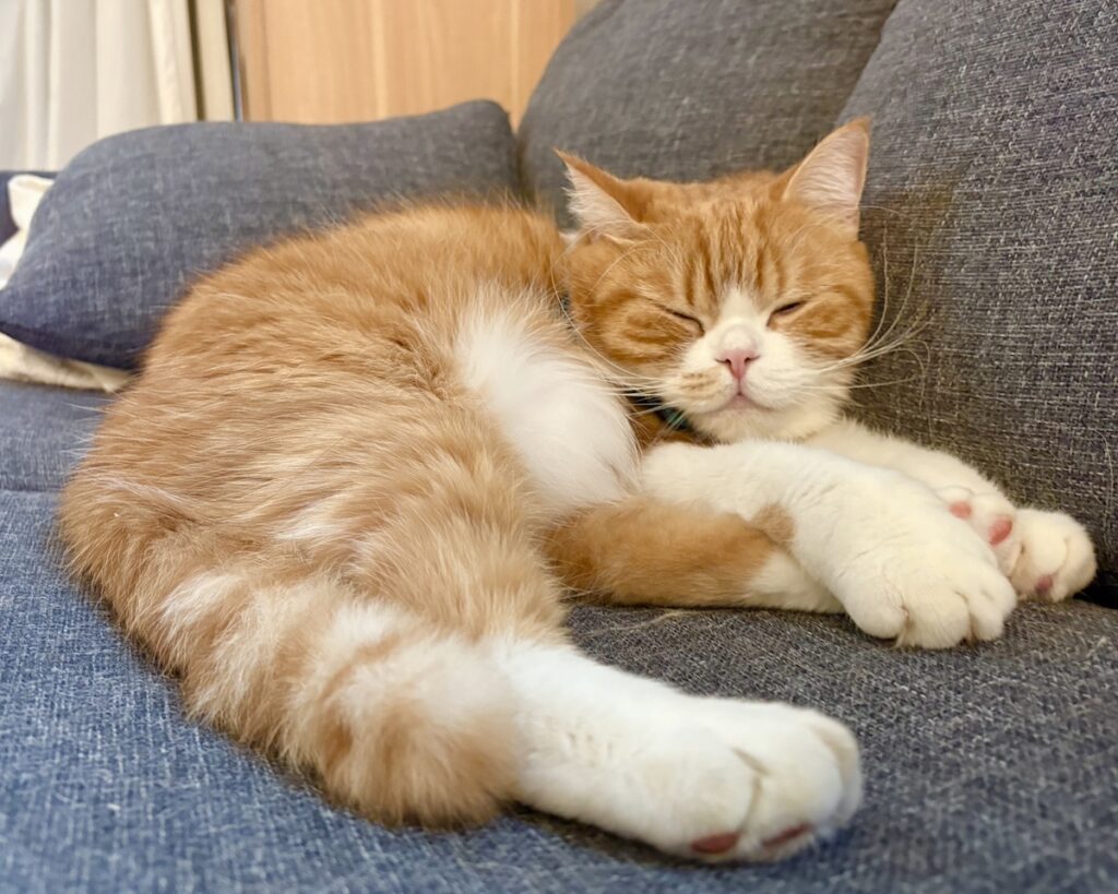 冬毛に衣替え。ハチワレ とろろ | とろろ「すやすやzzz」 飼い主「とろちゃん、お腹の毛、白くてふわふわだね」