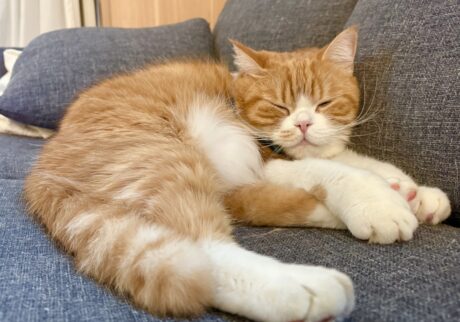 冬毛に衣替え。ハチワレ とろろ | とろろ「すやすやzzz」 飼い主「とろちゃん、お腹の毛、白くてふわふわだね」