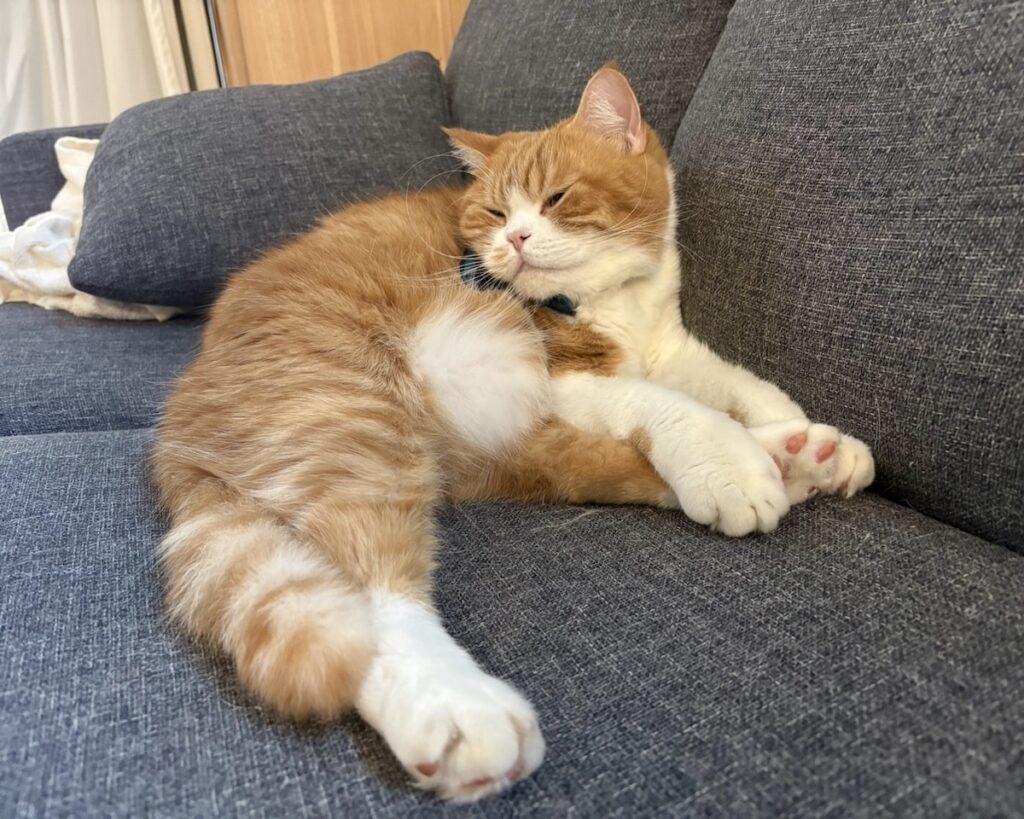 冬毛に衣替え。ハチワレ とろろ | とろろ「あぁこれ、冬だからすごいふわふわなんだぁ」