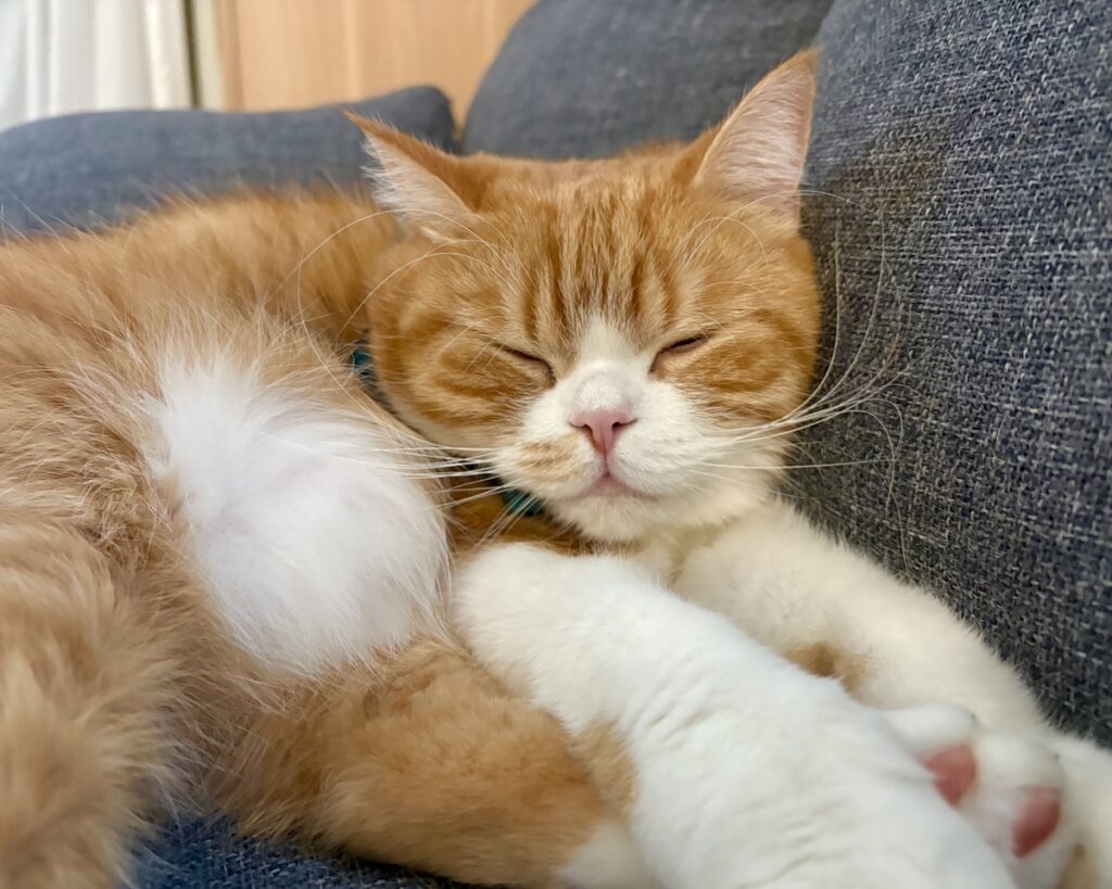 冬毛に衣替え。ハチワレ とろろ | とろろ「ねこはニャン体動物だから……。ところで飼い主さん、お昼寝の邪魔しないでねzzz」