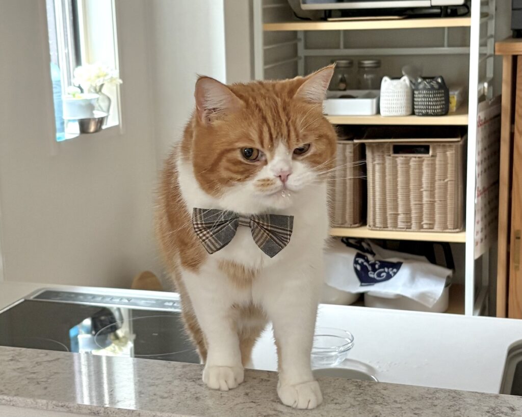 どこか、ヘンですか?ハチワレ とろろ | あぁ、美味しかったぁ!(満足顔) どこか、ヘンですか?ハチワレ とろろ | あぁ、美味しかったぁ!(満足顔)