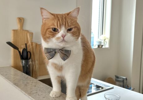 どこか、ヘンですか?ハチワレ とろろ | 飼い主さん、なんでそんなに僕を見つめるの? どこか、ヘンですか?ハチワレ とろろ | 飼い主さん、なんでそんなに僕を見つめるの?