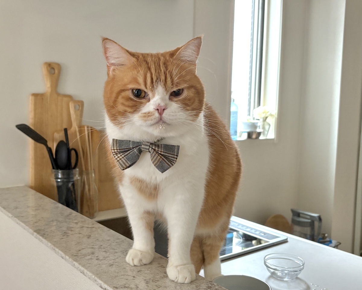 なにか、ついてますか？【とろろ、もふもふDays。vol.158】