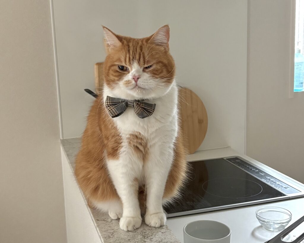 どこか、ヘンですか?ハチワレ とろろ | 僕、ミルクに目がないから、大目にみてね。 どこか、ヘンですか?ハチワレ とろろ | 僕、ミルクに目がないから、大目にみてね。