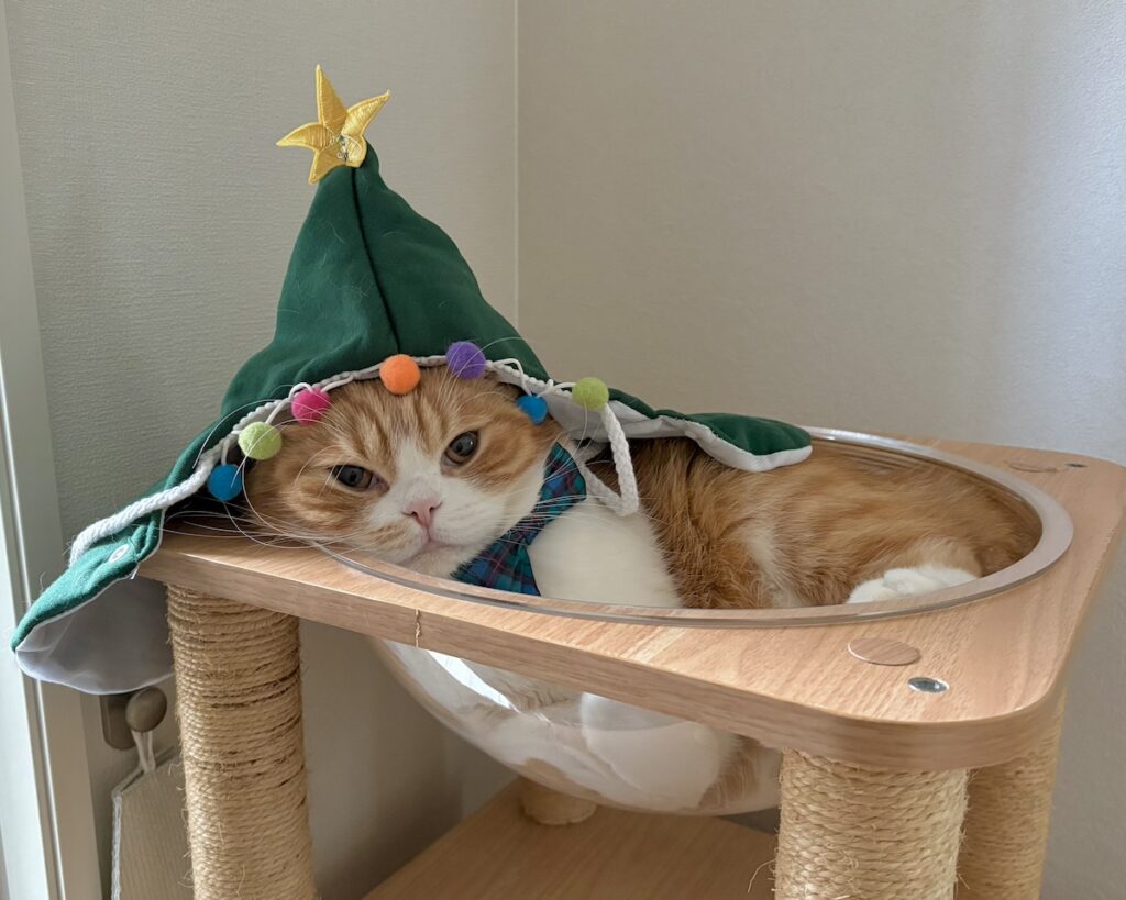 クリスマスツリーに大変身！ハチワレ とろろ | 僕は、クリスマスツリーになりました。