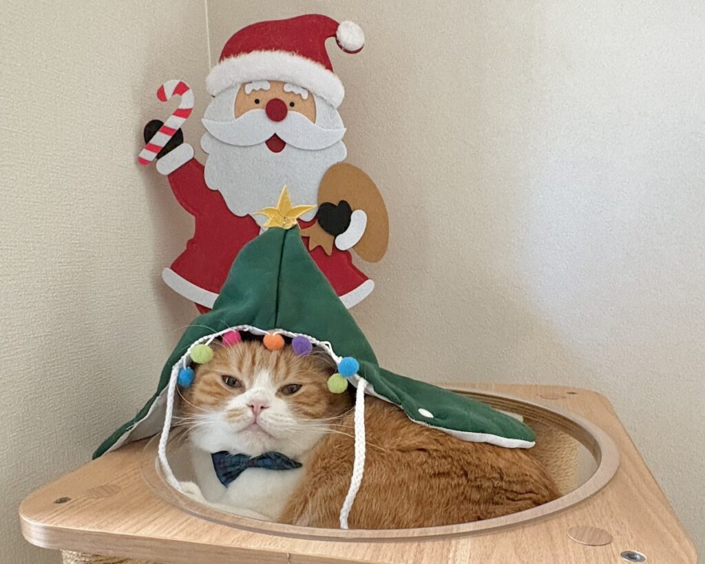 クリスマスツリーに大変身！ハチワレ とろろ | 後ろのサンタさんに見守られながら、クリスマスツリーの大役を頑張ってます。