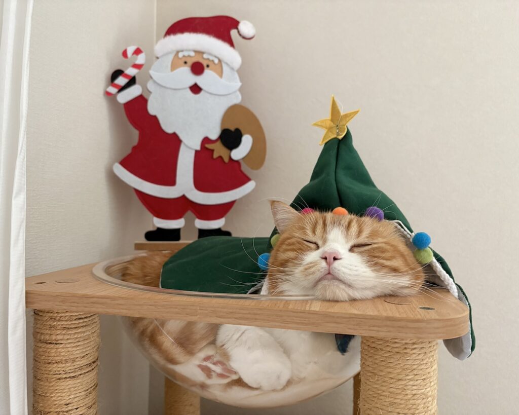 クリスマスツリーに大変身！ハチワレ とろろ | ときどき眠くなるけど、