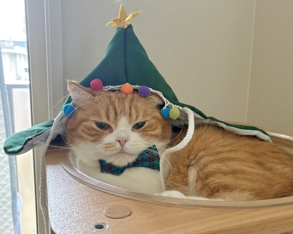 クリスマスツリーに大変身！ハチワレ とろろ | 良い子にしてれば、明日のクリスマスプレゼントもらえるよね！？