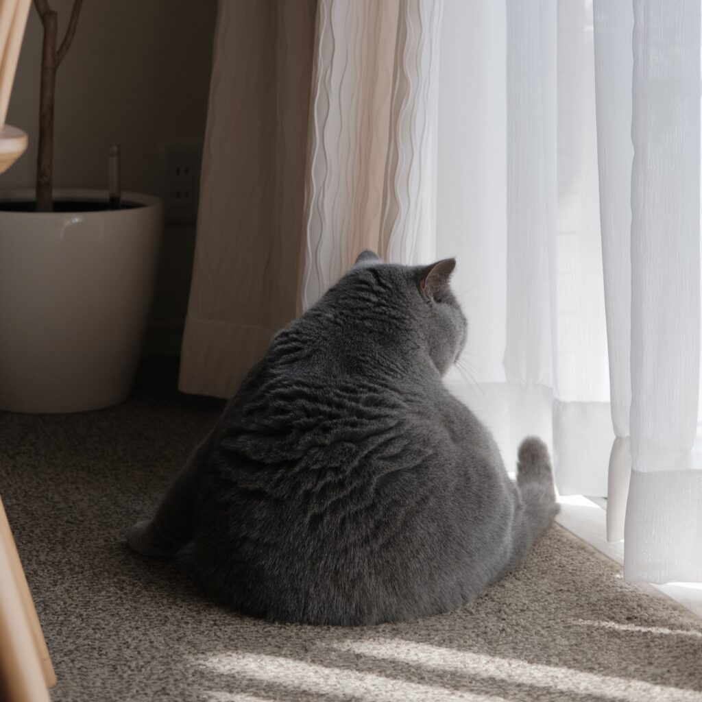 ヨガポーズでこんにちは。ブリティッシュショートヘア ごまちゃん | はじめまして。ぼくは“ごまちゃん”。子ねこの頃は、寝転んだ後ろ姿がゴマフアザラシに似ていたんだって。でもほら。3歳になったぼくの後ろ姿、まるで三角おにぎりみたいでしょ。どちらの姿も、けっこう気に入っているんです。