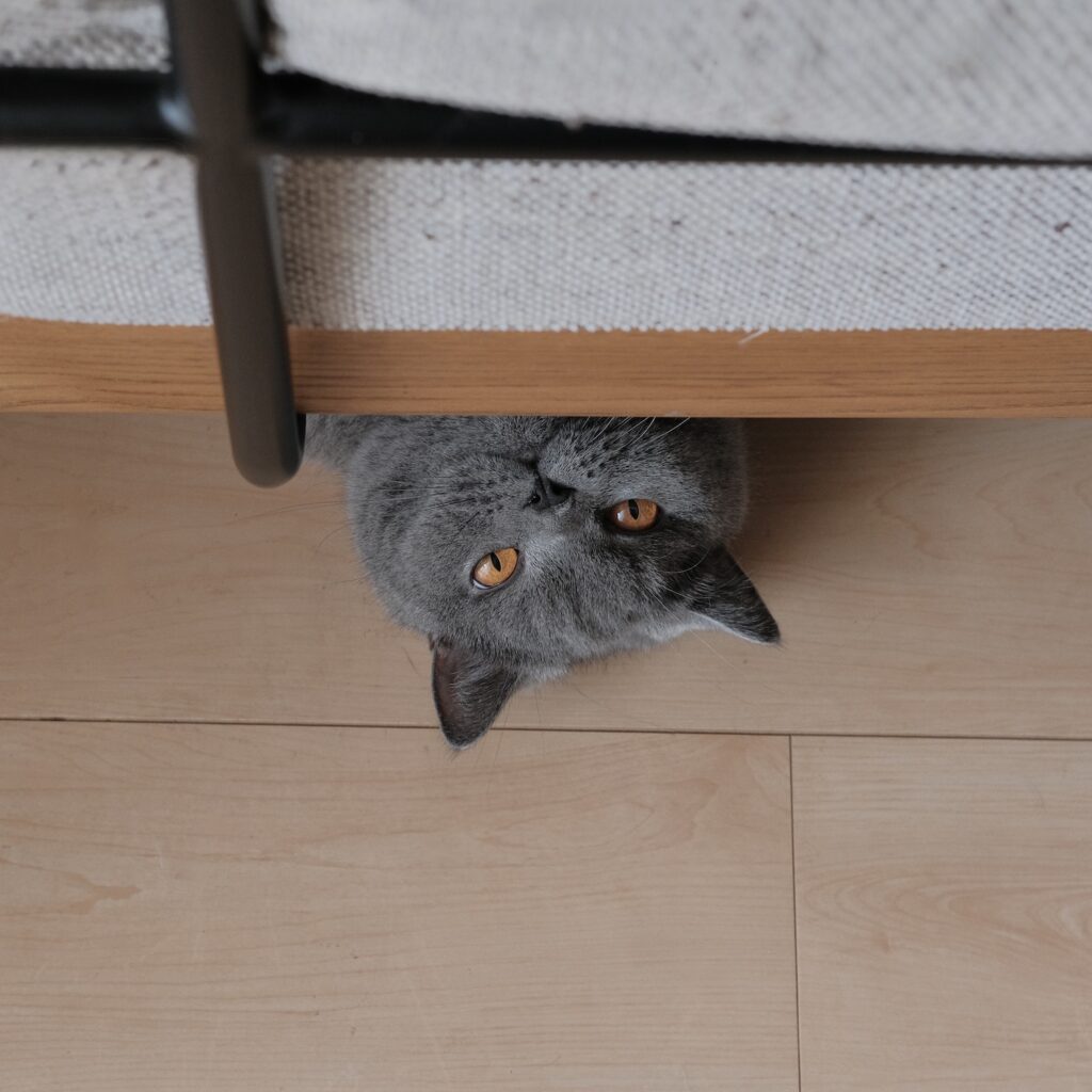 ヨガポーズでこんにちは。ブリティッシュショートヘア ごまちゃん | ソファの下からひょっこり顔をのぞかせて、飼い主さんを見ています。おいしそうなおやつ、食べていますね。ぼくにはクッキーとコーヒーじゃなくて、チキンかポークを少し、お願いします。