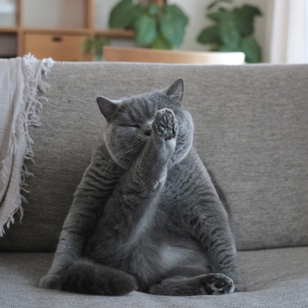 ヨガポーズでこんにちは。ブリティッシュショートヘア ごまちゃん | おにぎりみたいな後ろ姿は、前から見るとヨガポーズ。伸び伸び、ストレッチ。人間のみなさんも一緒にどうぞ。これから１か月、ぼくが毎日ちいさな癒やしをお届けします。また会いに来てくれたらうれしいです。