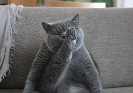 ヨガポーズでこんにちは。ブリティッシュショートヘア ごまちゃん | おにぎりみたいな後ろ姿は、前から見るとヨガポーズ。伸び伸び、ストレッチ。人間のみなさんも一緒にどうぞ。これから１か月、ぼくが毎日ちいさな癒やしをお届けします。また会いに来てくれたらうれしいです。