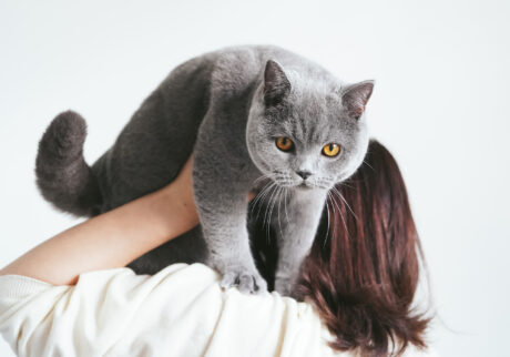 goma_bsh_プロフィール写真