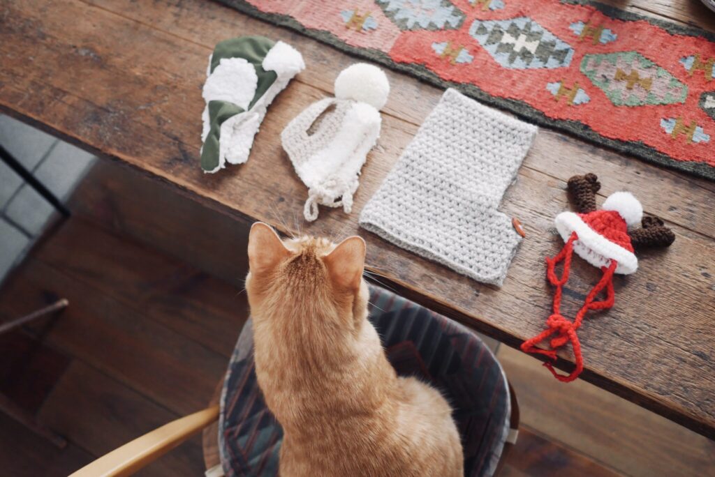 被り物なら、お任せあれ。茶トラ キジトラウメタとキンタ | キンタ「やあ、おまちどうさま、キンタだよ。どんなかぶり物も似合うってこと、教えてあげるさ」 被り物なら、お任せあれ。茶トラ キジトラウメタとキンタ | キンタ「やあ、おまちどうさま、キンタだよ。どんなかぶり物も似合うってこと、教えてあげるさ」