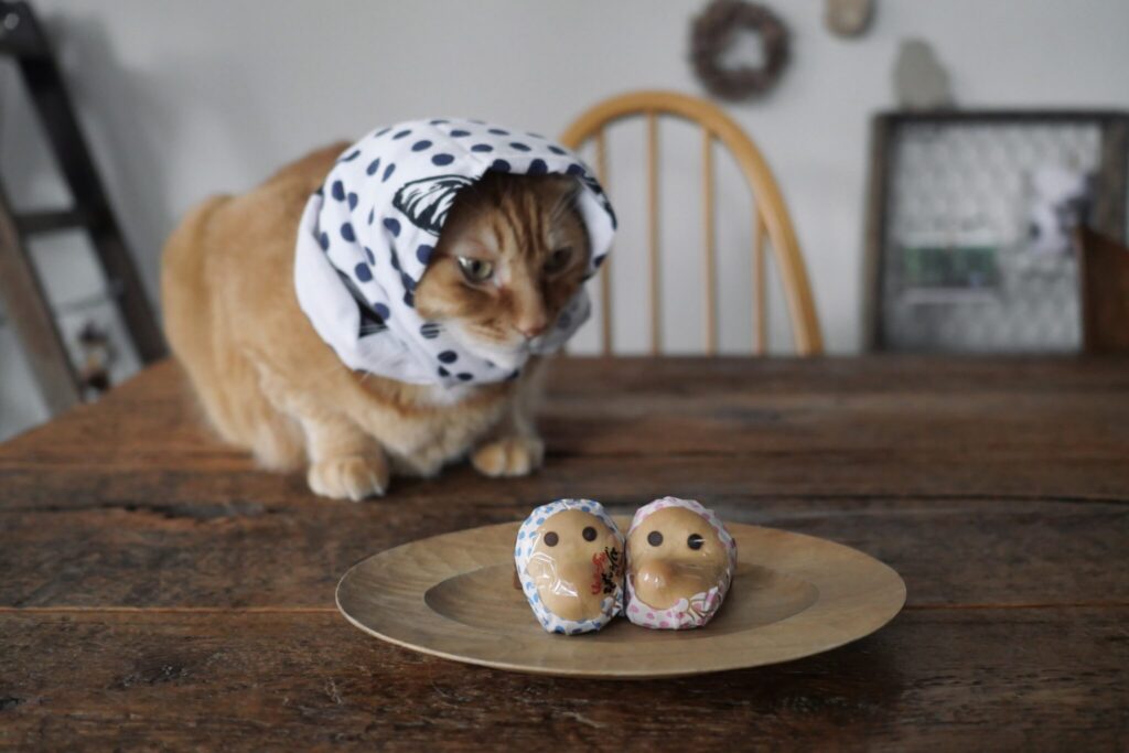 被り物なら、お任せあれ。茶トラ キジトラウメタとキンタ | キンタ「こんなのだって似合うでしょ?」 被り物なら、お任せあれ。茶トラ キジトラウメタとキンタ | キンタ「こんなのだって似合うでしょ?」