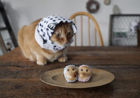 被り物なら、お任せあれ。茶トラ キジトラウメタとキンタ | キンタ「こんなのだって似合うでしょ？」