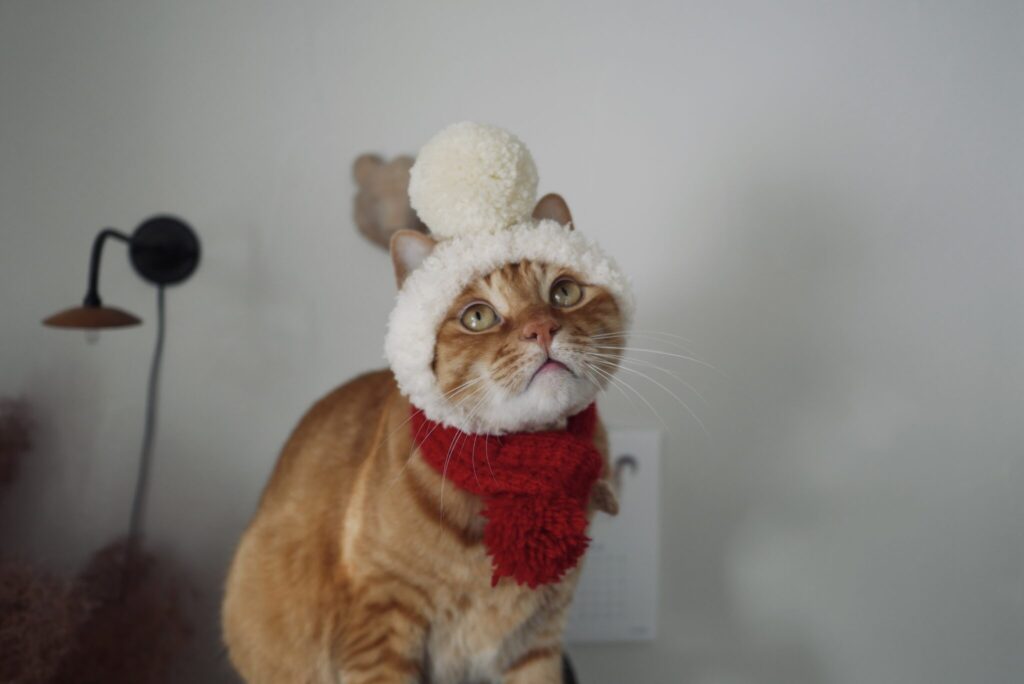 被り物なら、お任せあれ。茶トラ キジトラウメタとキンタ | キンタ「一番あたたかいのはこれ。弱点は眠くなっちゃうとこかにゃ……。にゃむzzz」 被り物なら、お任せあれ。茶トラ キジトラウメタとキンタ | キンタ「一番あたたかいのはこれ。弱点は眠くなっちゃうとこかにゃ……。にゃむzzz」