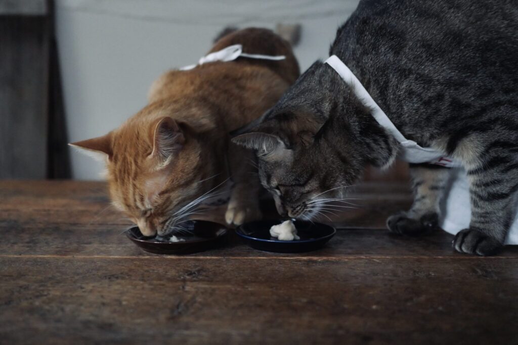 盗み食いにご注意。茶トラ キジトラウメタとキンタ | ウメタ（右）「今日は、ぼくらのおやつの日」