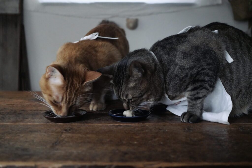 盗み食いにご注意。茶トラ キジトラウメタとキンタ | ウメタ「エプロンをつけて、きれいに食べるよ」