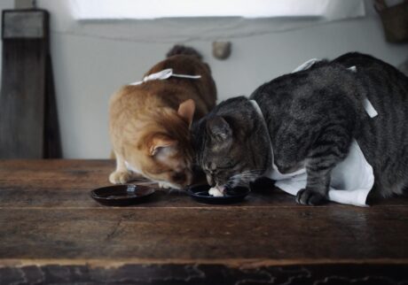 盗み食いにご注意。茶トラ キジトラウメタとキンタ | ウメタ「……あれれ、キンタがぼくのを狙っているよ。おちつかないなあ」