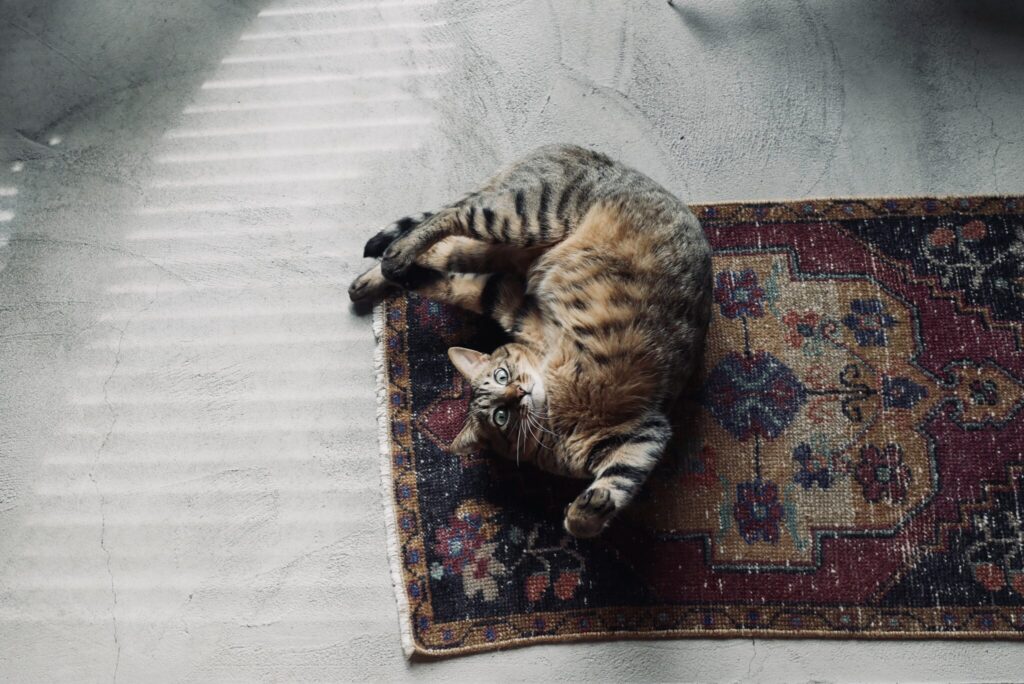 ウメタ流、なでなでのおねだり。茶トラ キジトラウメタとキンタ | ウメタ「ごろりんぱ。なでてほしいときはこれね」