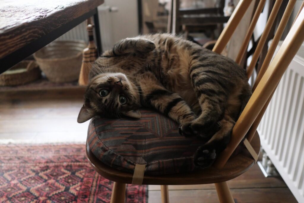 ウメタ流、なでなでのおねだり。茶トラ キジトラウメタとキンタ | ウメタ「きゅるりんぱ。やっぱり、なでてほしいときはこれだよ」