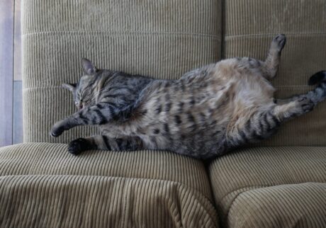 ウメタ流、なでなでのおねだり。茶トラ キジトラウメタとキンタ | ウメタ「のびりんぱ。なでたくなるよね？」