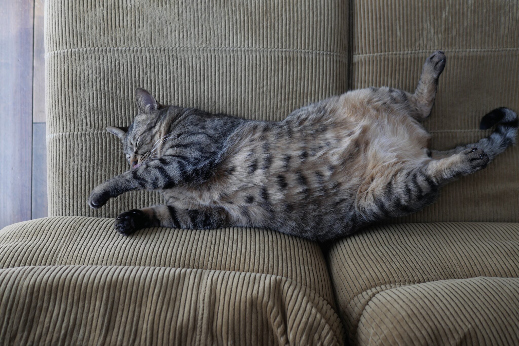 なでなで、お願いします！【ウメタとキンタ、雪国ブラザーズの日常。vol.4】