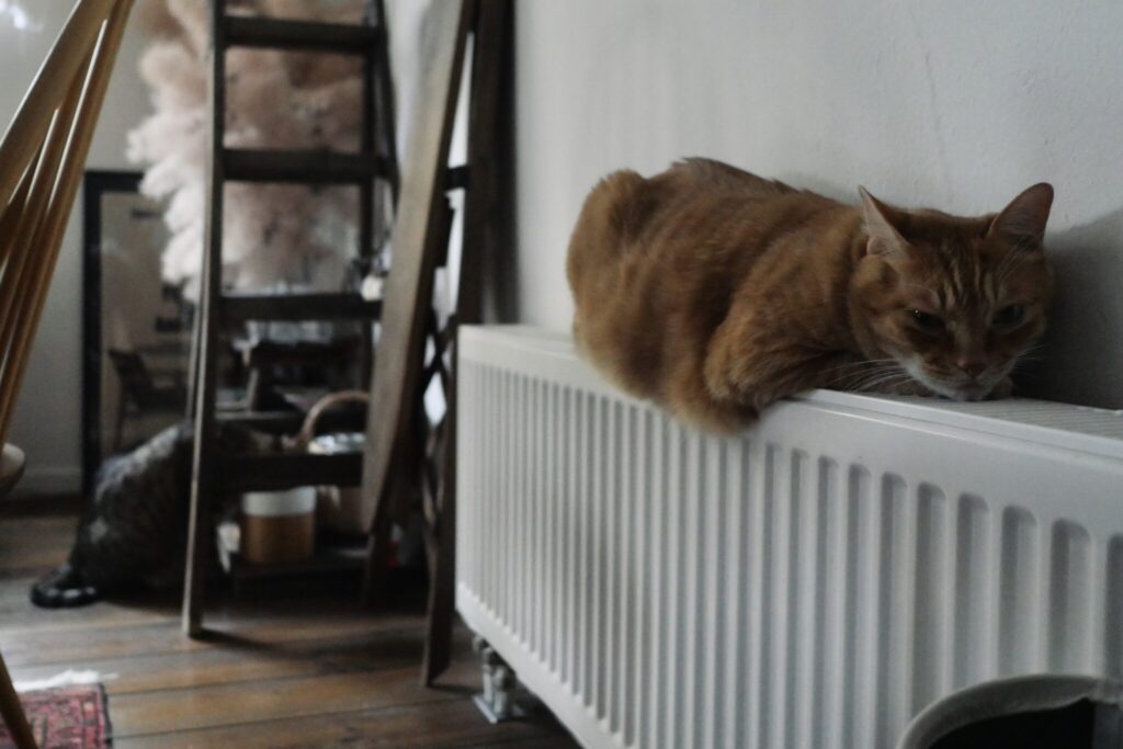 雪国ねこ、寒い日の過ごし方。茶トラ キジトラ ウメタとキンタ | キンタ「やあ、ご機嫌いかが？ キンタだよ。寒い日はヒーターで、おなかを温めるのがいいんだよ」