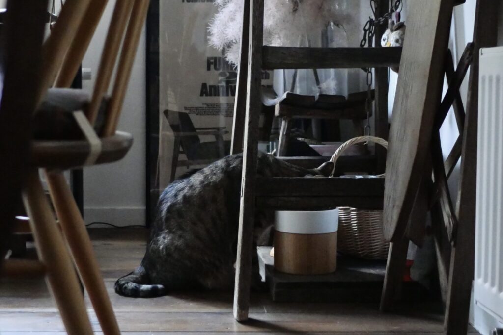 雪国ねこ、寒い日の過ごし方。茶トラ キジトラ ウメタとキンタ | キンタ「ヒーターのうえからウメタを観察中。食いしん坊の彼は、ゆっくりたくさん食べてるよ」 ウメタ「カリカリカリ……」