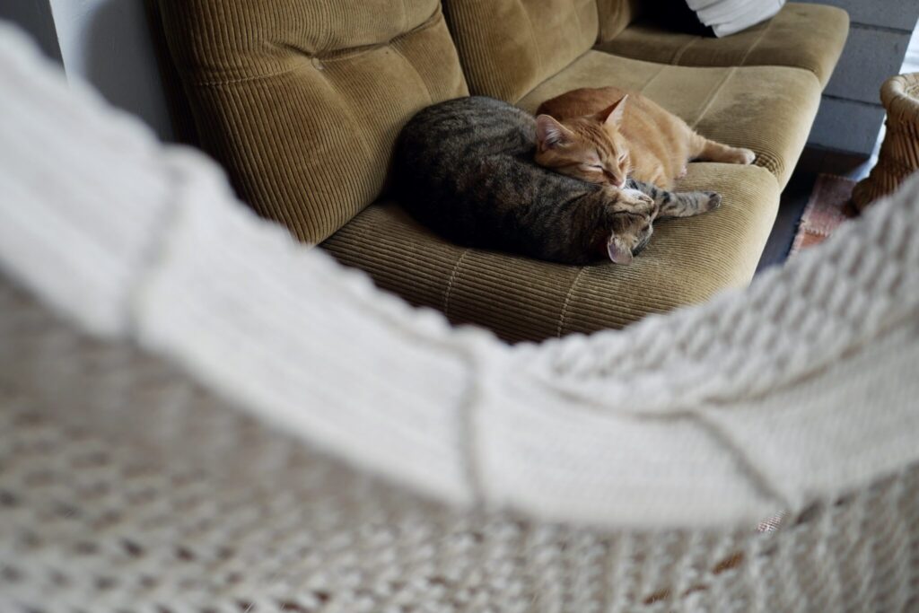 雪国ねこ、寒い日の過ごし方。茶トラ キジトラ ウメタとキンタ | キンタ（右）「おなかいっぱい。さあて、どっちか起きるまで寝ちゃうおうよ」