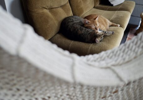 雪国ねこ、寒い日の過ごし方。茶トラ キジトラ ウメタとキンタ | キンタ（右）「おなかいっぱい。さあて、どっちか起きるまで寝ちゃうおうよ」