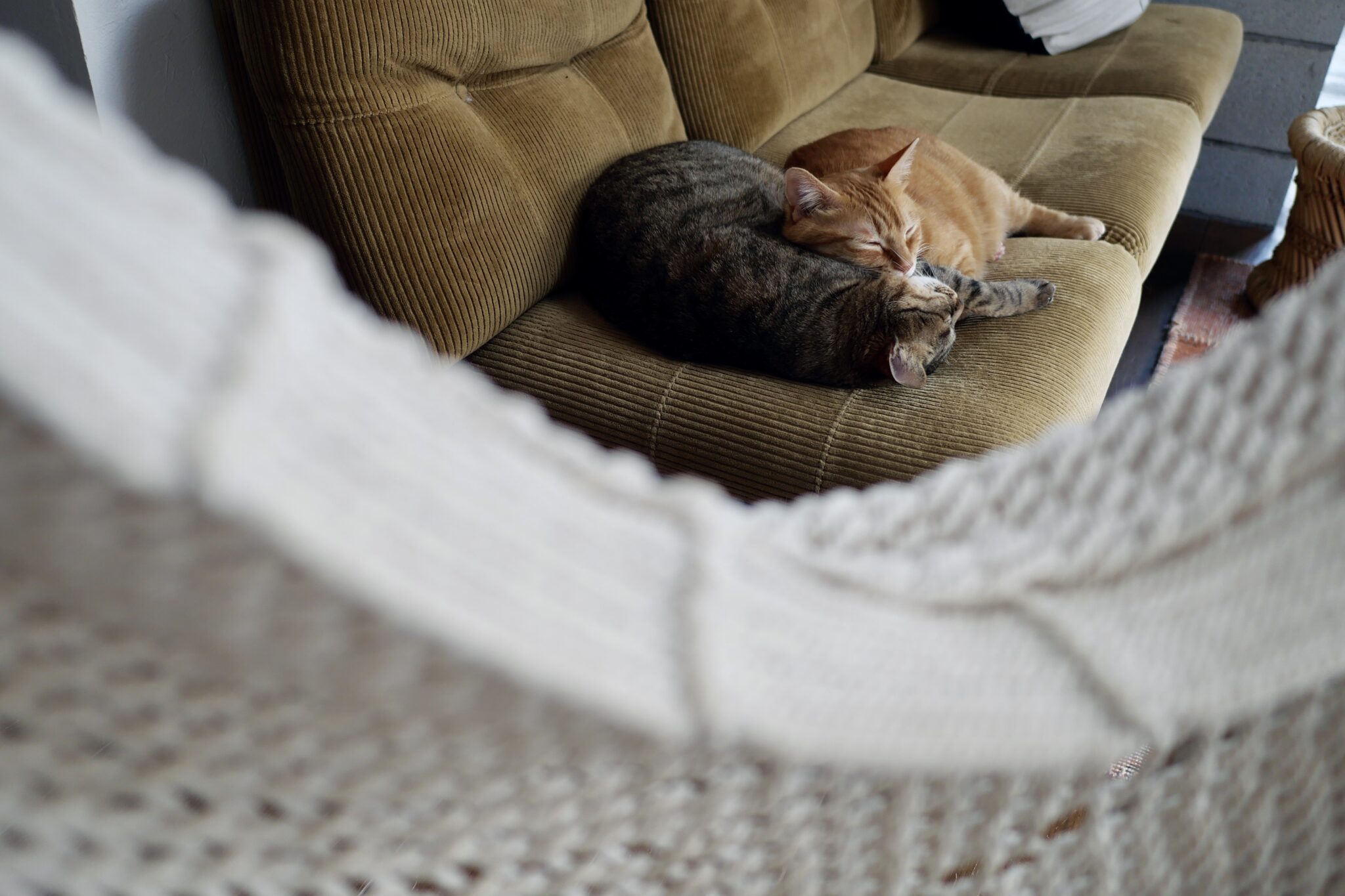 寒い日の過ごし方。【ウメタとキンタ、雪国ブラザーズの日常。vol.5】