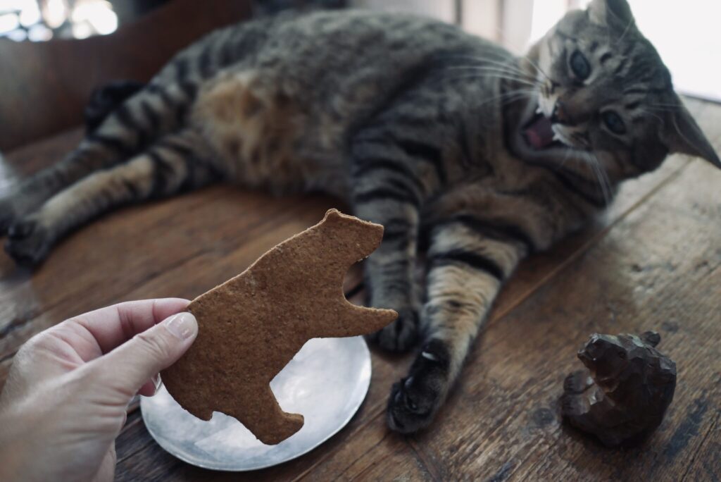 ウメタのおやつチェック。茶トラ キジトラ ウメタとキンタ | ウメタ「うわわわーん。びっくりしたー! クマさんだ」 ウメタのおやつチェック。茶トラ キジトラ ウメタとキンタ | ウメタ「うわわわーん。びっくりしたー! クマさんだ」